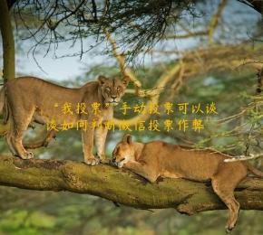 “我投票”手动投票可以谈谈如何判断微信投票作弊