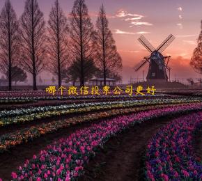 哪个微信投票公司更好
