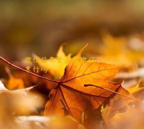 微信投票登录器微信投票刷票行吗 