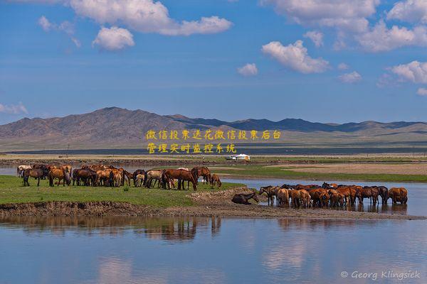 微信投票送花微信投票后台管理实时监控系统