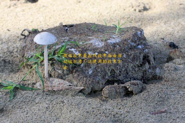 微信投票是在线投票后由活动组织者广泛使用的投票方法
